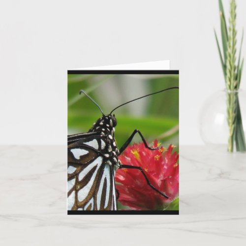 vistas  2009 butterfly series  blank note card