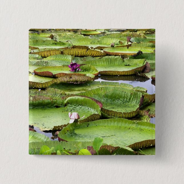 Vitoria Regis, giant water lilies in the Amazon Button (Front)
