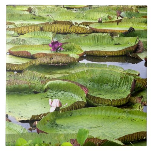 Vitoria Regis giant water lilies in the Amazon Ceramic Tile