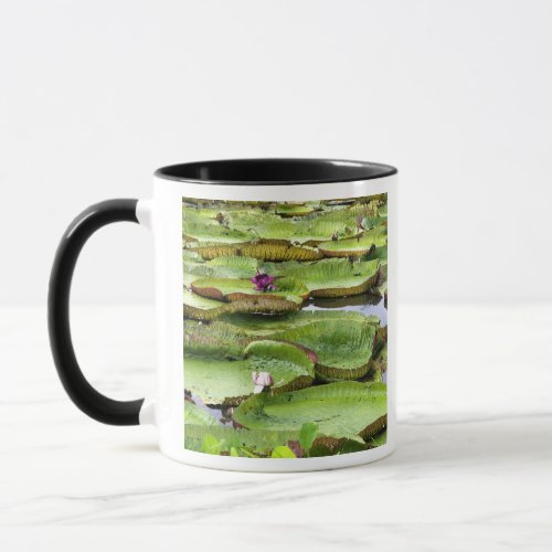Vitoria Regis giant water lilies in the Amazon Mug