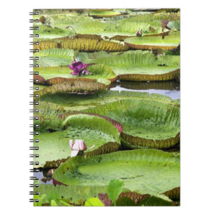 Vitoria Regis, giant water lilies in the Amazon Notebook