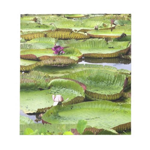 Vitoria Regis giant water lilies in the Amazon Notepad