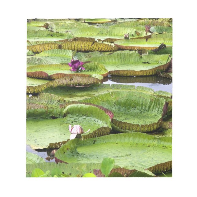 Vitoria Regis, giant water lilies in the Amazon Notepad (Front)