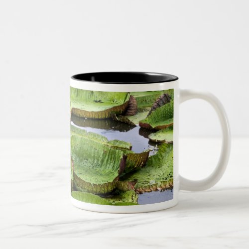 Vitoria Regis giant water lilies in the Amazon Two_Tone Coffee Mug