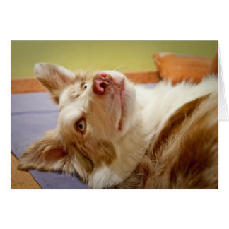 Viva the Border Collie relaxing on the bed Cards