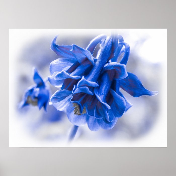 Vivid Blue Columbine Print