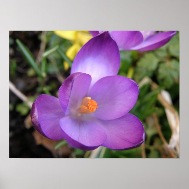 Vivid Crocus Print (Front)