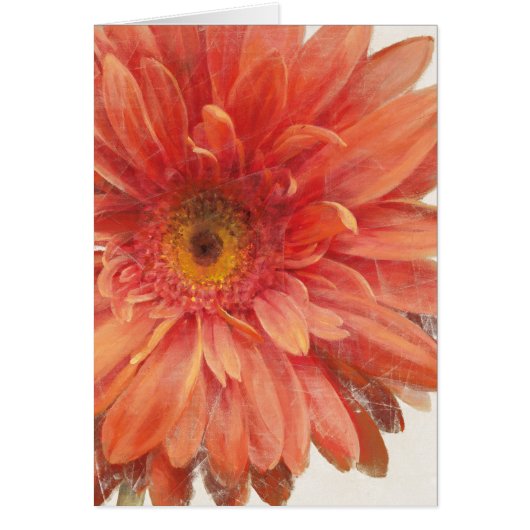 Vivid Daisy Cards (Front)