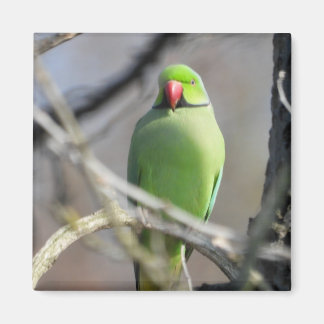 Vivid green parakeet magnet