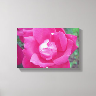 Vivid Hot Pink Rose Photo Stretched Canvas Art