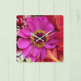 Vivid Magenta Zinnia Among Multicolor Dahlias