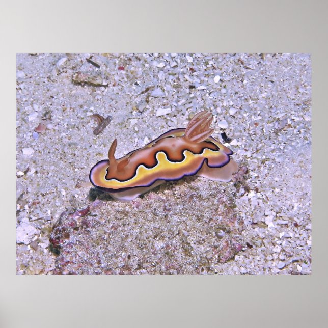 Vivid Nudibranch Poster (Front)