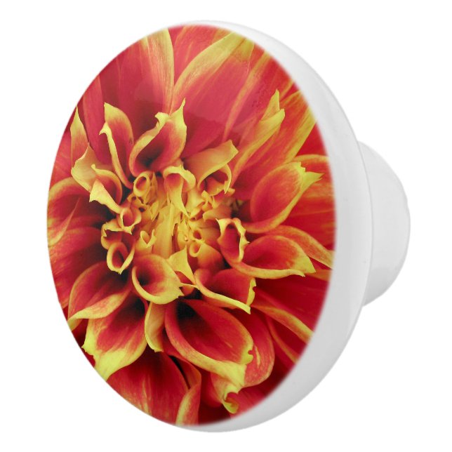 Vivid Orange Dahlia Closeup Drawer Knob (Right)