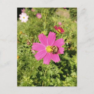Vivid Pink Cosmos Flower with a Bee Postcard