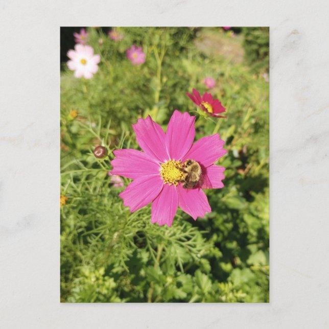 Vivid Pink Cosmos Flower with a Bee Postcard (Front)