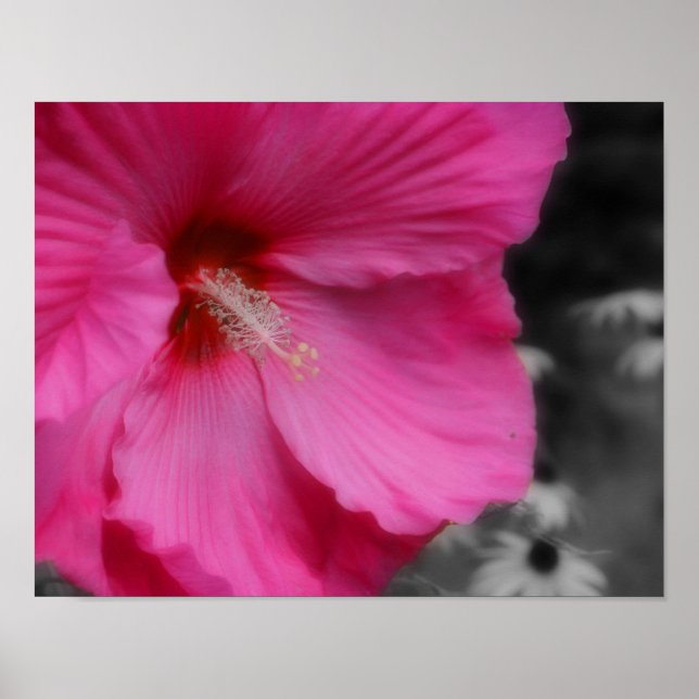 Vivid Pink Hibiscus Flower Partial Color  Poster (Front)