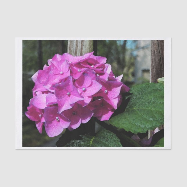 Vivid Pink Hydrangea Tissue Paper (Front)