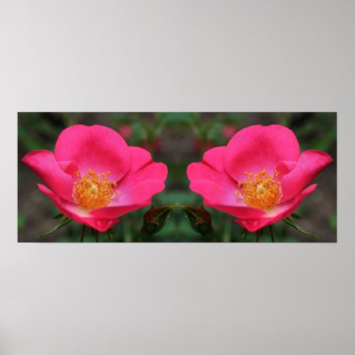 Vivid Pink Roses Mirror Abstract Poster