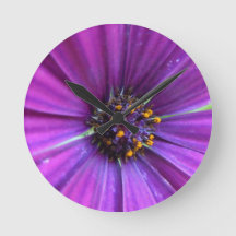 Vivid Purple Daisy