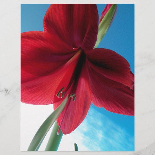 Vivid red Amaryllis Flower (Front)