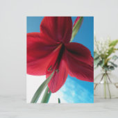 Vivid red Amaryllis Flower (Standing Front)