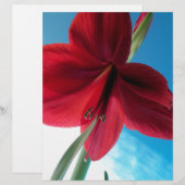 Vivid red Amaryllis Flower (Front/Back)