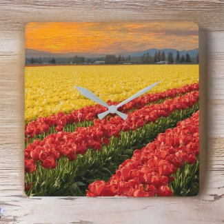 Vivid Red and Gold Tulips in Skagit County Accent