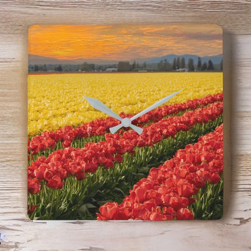 Vivid Red and Gold Tulips in Skagit County Accent Square Wall Clock