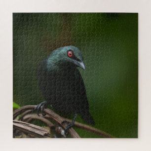 Vivid Red Eyes of the Asian Glossy Starling Jigsaw Puzzle