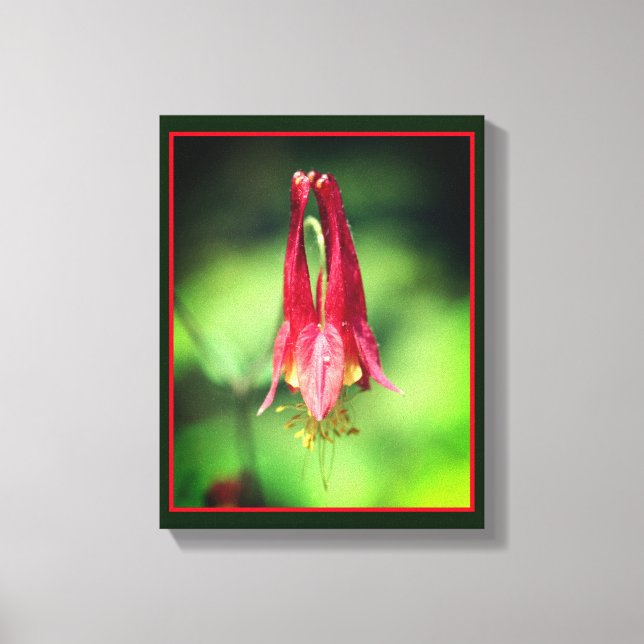 Vivid Red Wild Columbine Flower  Canvas Print (Front)