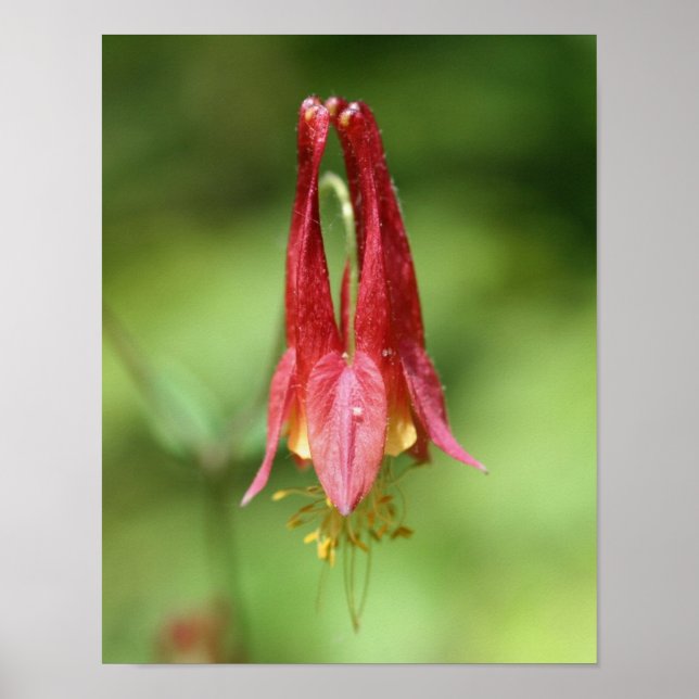 Vivid Red Wild Columbine Flower Poster (Front)