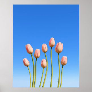 Vivid Tulips Beneath a Clear Blue Sky Poster