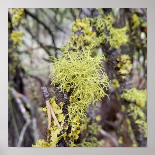 Vivid Wolf Lichen Print