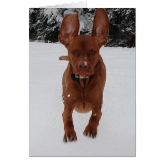 Vizsla - Big ears Cards