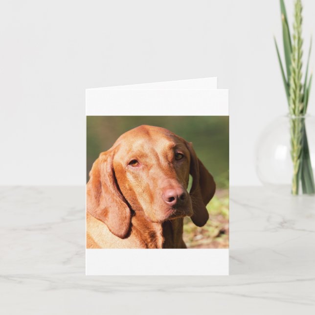 vizsla card (Front)