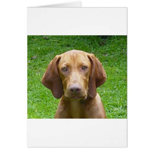 vizsla cards (Front)