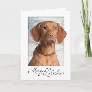 Vizsla Christmas Card