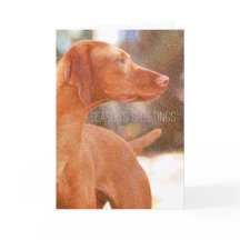 Vizsla Christmas Greeting Cards