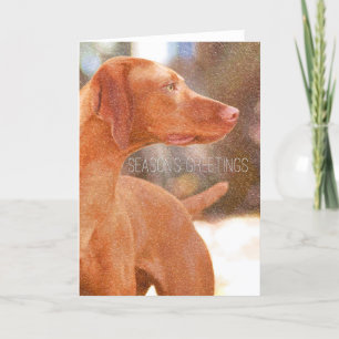 Vizsla Christmas Greeting Cards