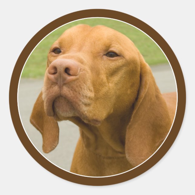 Vizsla Classic Round Sticker (Front)