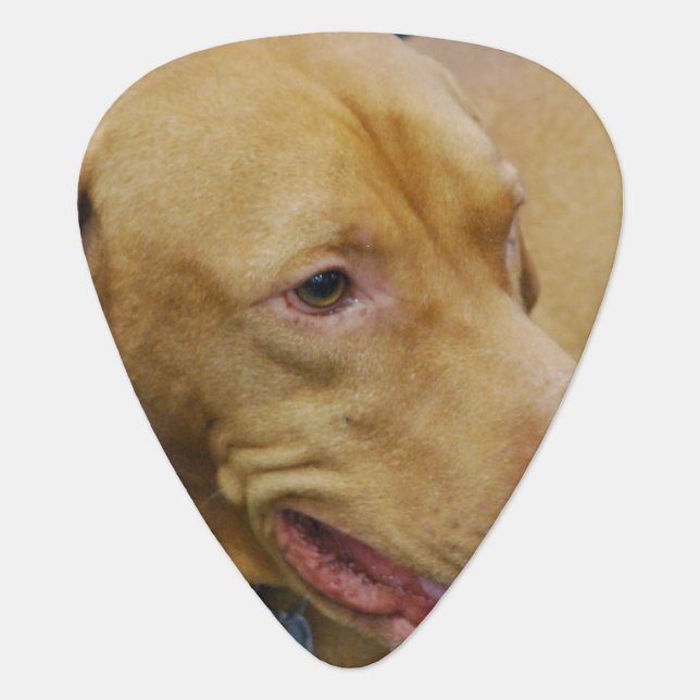 Vizsla Dog Guitar Pick (Front)