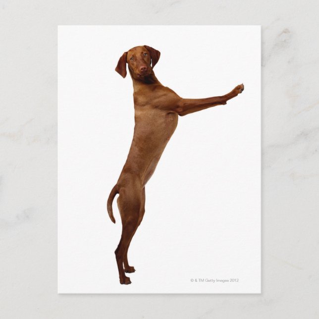 Vizsla Dog Postcard (Front)