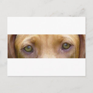 vizsla eyes.png postcard