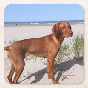 vizsla-full square paper coaster