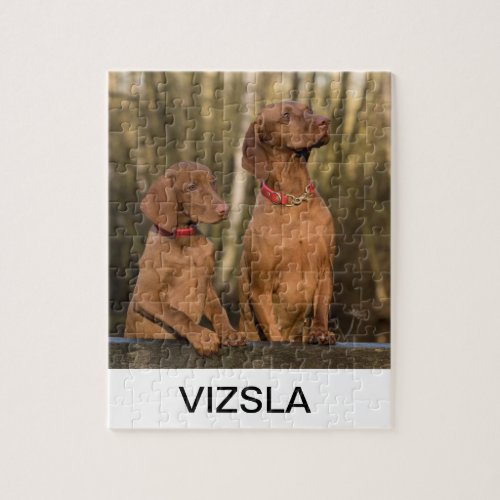 vizsla group jigsaw puzzle