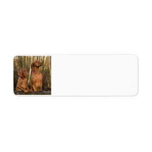 vizsla group label
