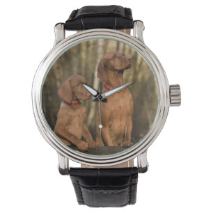 vizsla group watch