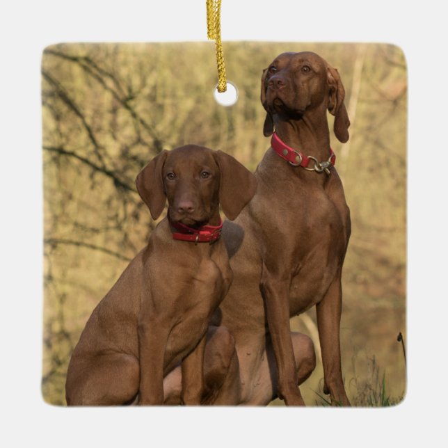 Vizsla Hound Dogs Ceramic Ornament (Front)