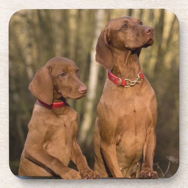 Vizsla Hound Dogs - Hunting Hounds -  Beverage Coaster (Front)