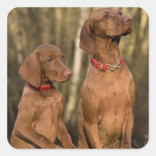 Vizsla Hound Dogs - Hunting Hounds -  Square Sticker